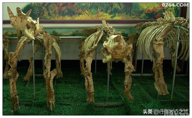 山东行游影记（27）—平邑天宇自然博物馆（二）