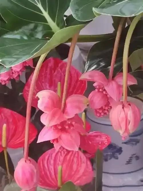 养花二十多年，吐槽好看难养、新手慎入的6大＂颜值杀手＂