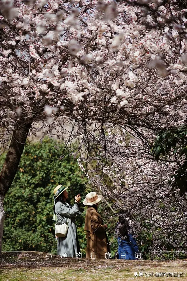 杏花开了！西安地铁直达的免费花海，巨巨巨出片，快去拍！