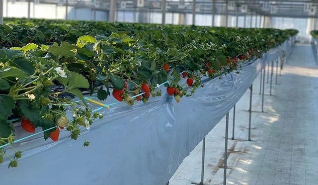 东京采草莓景点10选：新宿、涩谷当日来回、多样草莓品种吃到饱