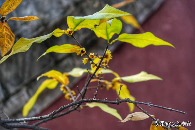 腊梅把庙堂镀成 “流动金” ！暗香浮动的王母池承包一整个冬日浪漫~