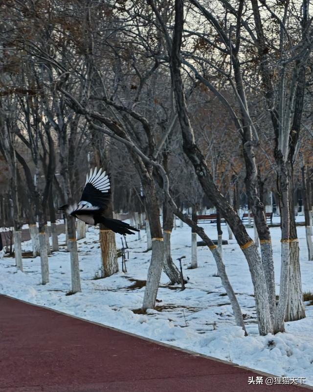 乌市鲤鱼山公园，从西门进去绕一大圈得有一小时，经过观景亭