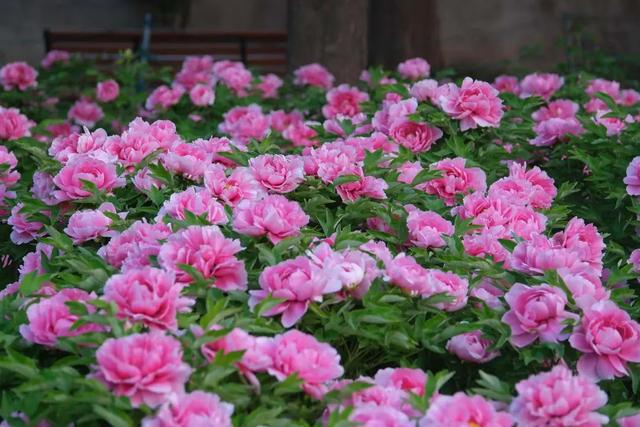 太期待了!接下来的洛阳,是这样的...