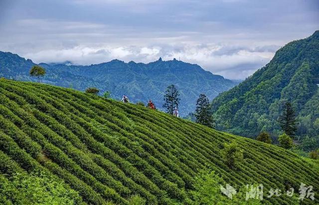 利川：龙渠古韵，茶香悠悠