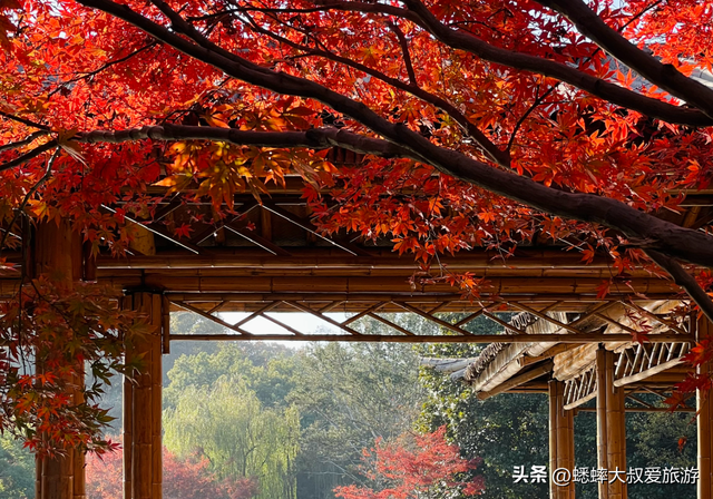 来了杭州“西湖枫景”才知道，原来中式氛围绝美优雅，可免费观赏