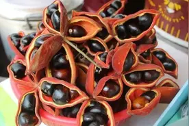 成熟时鸡不开心？这个“脸皮厚到家”的果实，专家建议不要乱摘乱吃图片