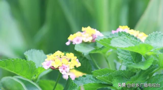 “变色龙”花海空降！这条大道将美到不像话~