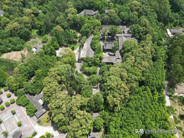 成都徒步（64）·新津篇③观音寺