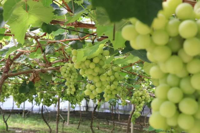 郫都夏日采摘全攻略！火龙果+葡萄+小番茄，甜蜜暴击→
