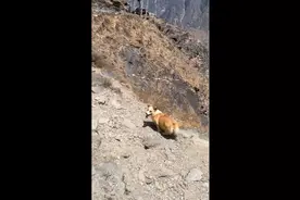 柯基跟主人一起徒步爬山，回来累得倒在地就睡着了，真是累成狗了图片