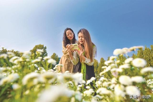 美在邯郸丨肥乡区南赵村千亩菊花盛放——秋日菊韵，金色邀约