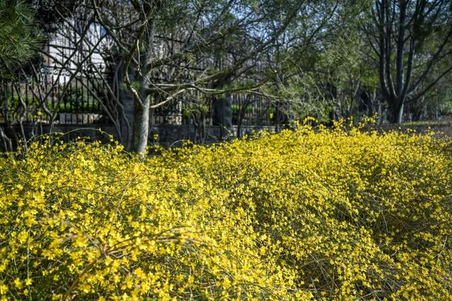 济南的春天，从一抹金黄开始！