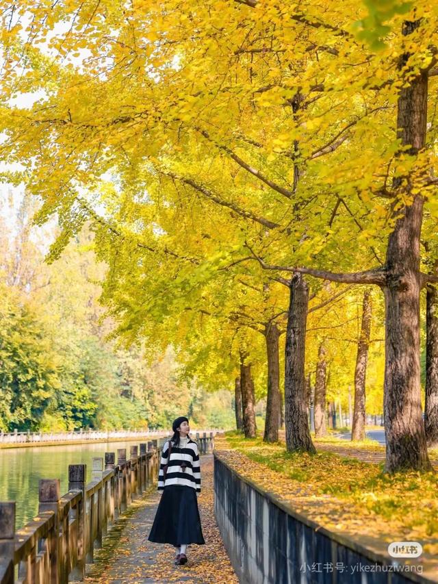 地铁直达！免费！成都20个绝美赏秋地，银杏水杉梧桐红枫限时上演！就在家门口！