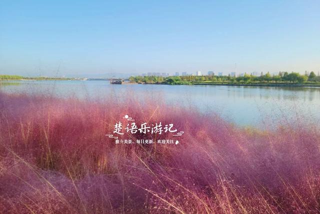 浙江宁波新推出一个粉黛花海，居然绵延5公里，成为拍照赏景胜地