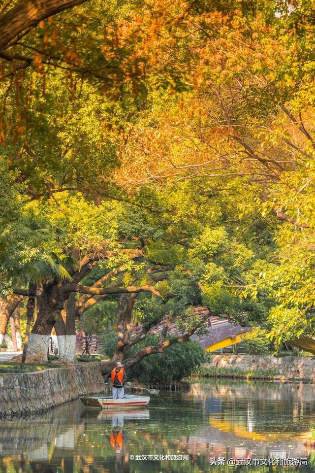 本周，武汉彩叶杀疯了！