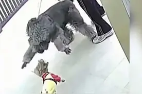 即使狗和行人无接触，如果行人因狗而受伤，狗主人依然要承担责任图片