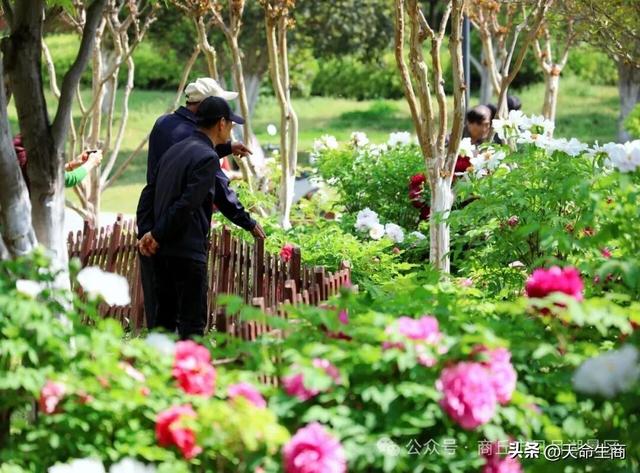 商丘市日月湖景区牡丹花开