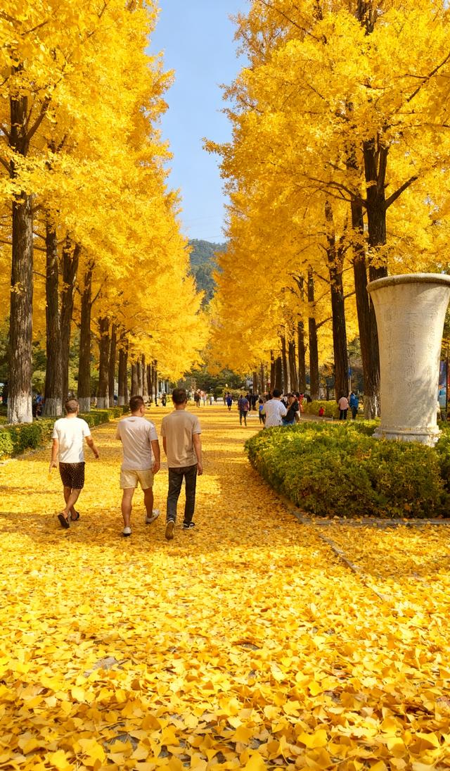 金色铺就的甬道——银杏叶与阳光织就的秋日幻境！
