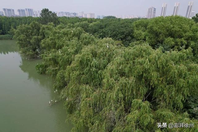 邳州“绿色福利”