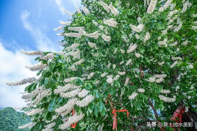 洛阳重渡沟千年菩提花开，历经1500年岁月沉淀，繁花满枝清风拂面