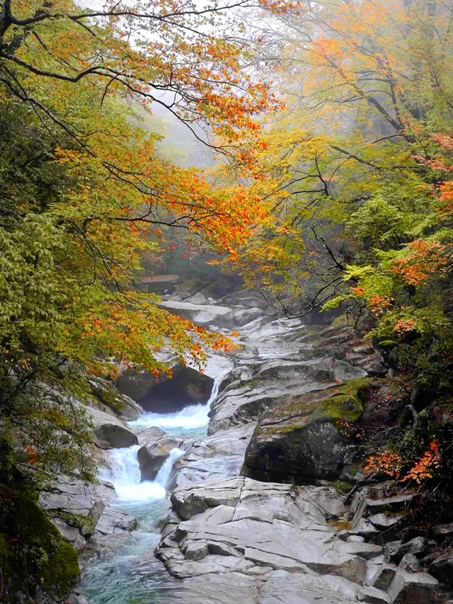 听劝！别再去光雾山米仓山人挤人，红叶没有啦！