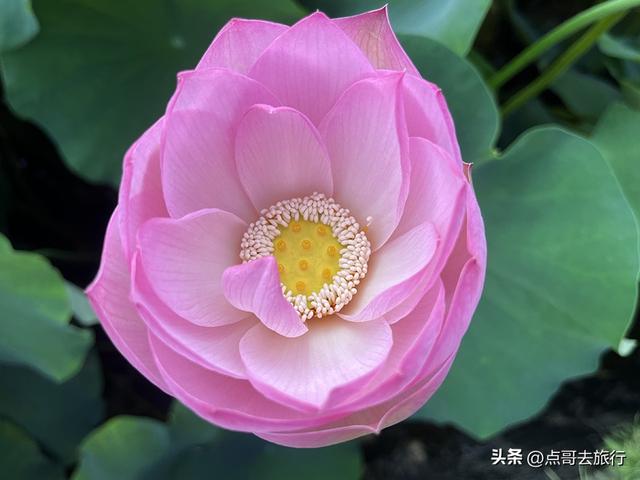 成都第二波荷花开了，环境清凉，比第一波更震撼人心，不要门票！