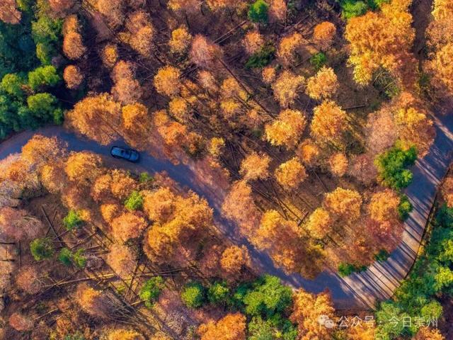 出片率100%！为崇州这些高颜值路连发三天朋友圈！