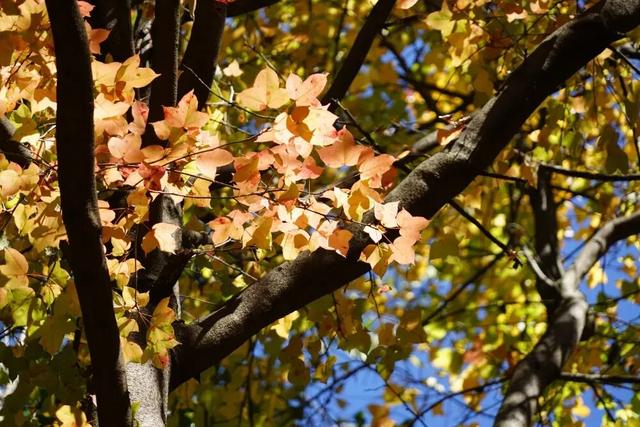 秋天不这样玩一遭，白来人间一整年