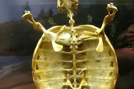 看到乌龟的骨骼，你就明白，它凭什么是世界上最诡异的动物之一图片