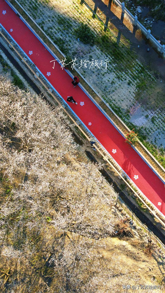 永泰赏梅花期最后10天新发现彩虹路 梅花道‼️穴利轻松游