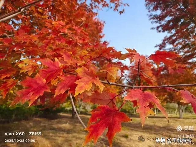 丹枫映秋，枫彩满楼｜申艳娟