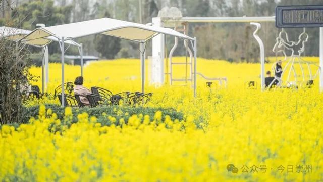 把春天煮进火锅里！崇州的花田火锅点位分布在这里↓