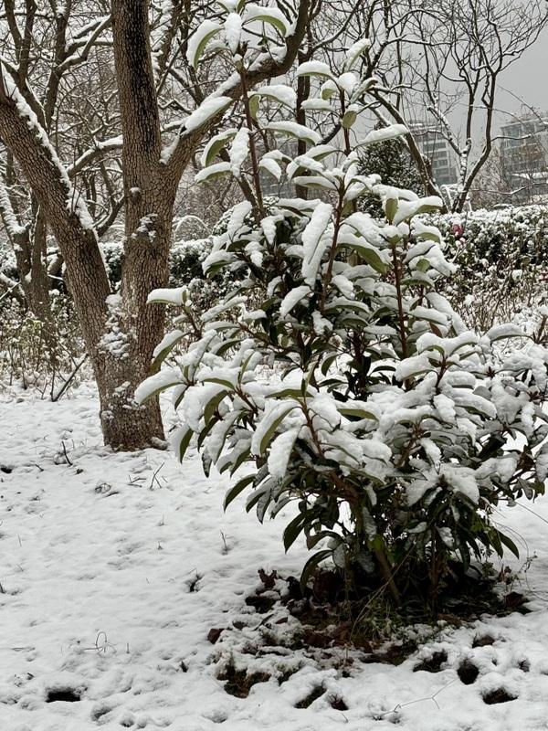 瑞雪飘然而至中国海滨城市青岛