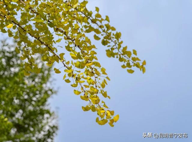 初冬，来晋宁邂逅一场金色的童话