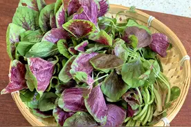 炒苋菜，最忌焯水和直接炒！教你正确做法，鲜嫩可口，营养不流失图片