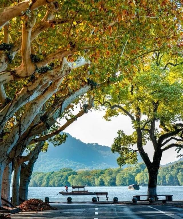 西湖景区“落叶不扫”已开始，4条道路等你打卡