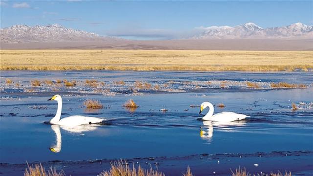 阿克塞：冬日湿地天鹅舞