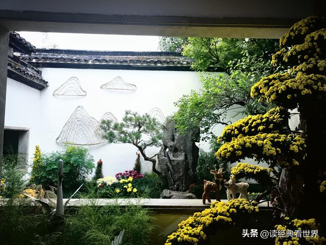 杭州植物园的菊花展——一场关于菊花的饕餮盛宴（二）