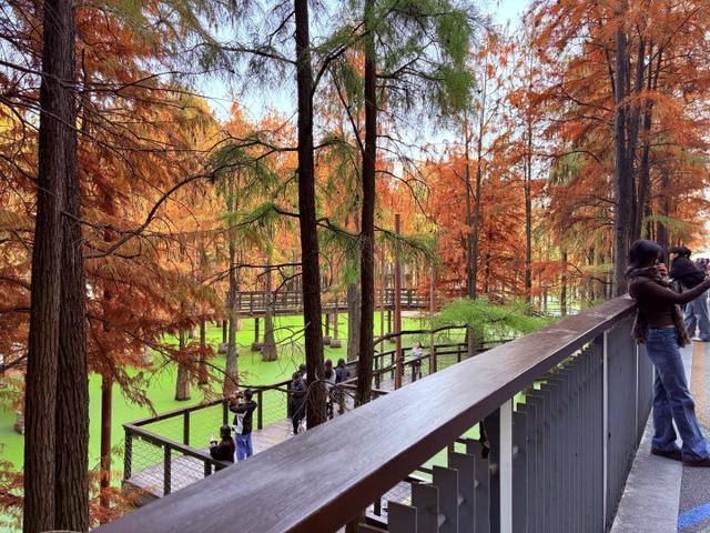 “初冬的童话”！青山湖水上森林“一天更比一天红”