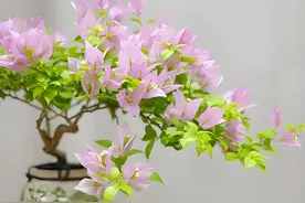 新手必入的三角梅花色品种图片