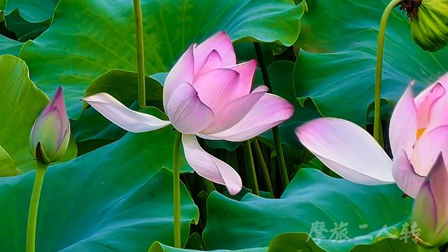 皖浙摩旅二人转——芹川古村篇
