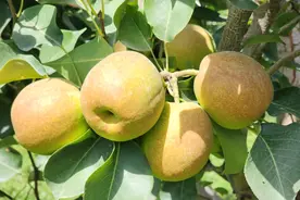 榜单上的新疆林果品牌，价值几何？图片