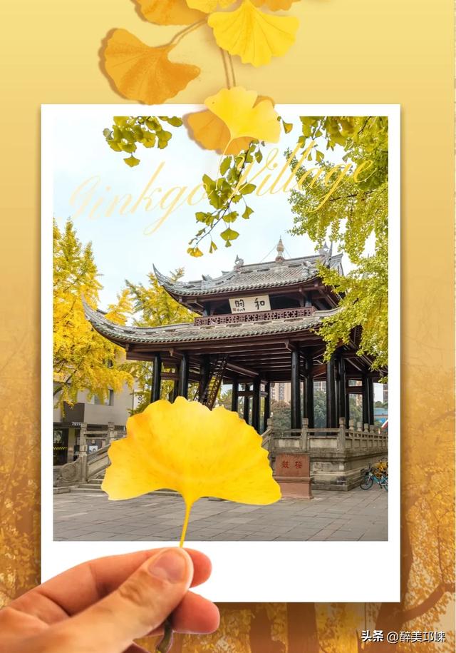 临邛古城银杏季，从浅黄到满树的鎏金，阳光温柔绵长