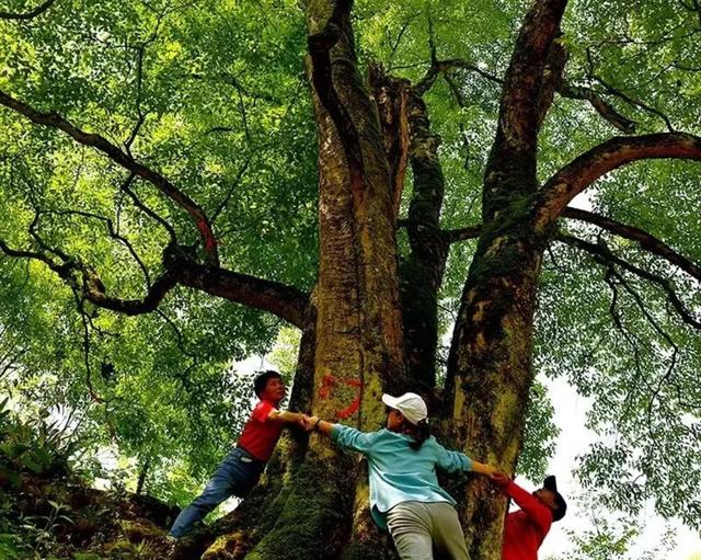 湖南1500年梓叶槭黄叶了,全国不到500株,上百年的只找到一株