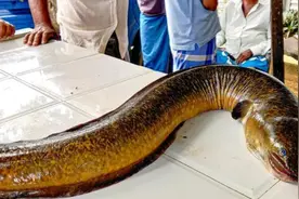 浙江村民水库边抓到“无磷龙”，长1.5米重达36斤，呈红色碗口粗图片