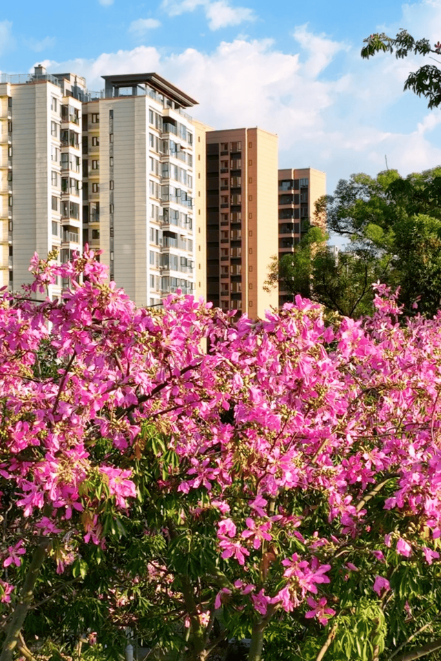 【美丽四川】川兴大道异木棉‖陈林