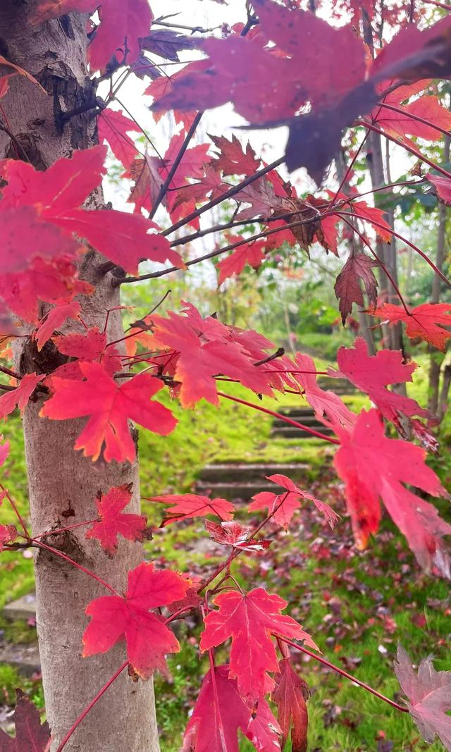 冬日“顶流”大片盛开!超级出片→