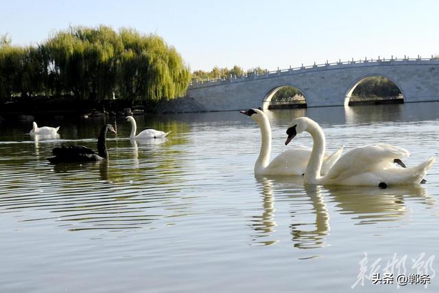 广平：初冬天鹅湖美如画