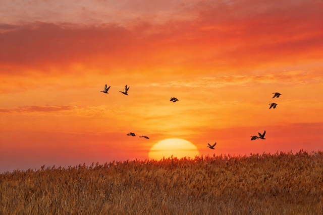 苇梢上的落日，是独属于淄博这里的浪漫！