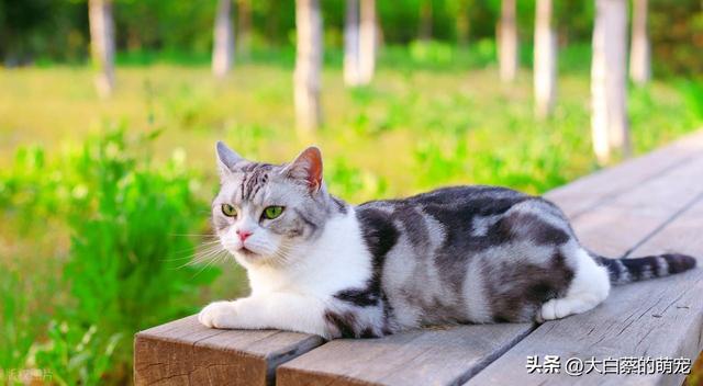 猫咪可能正在默默忍受剧痛，多数铲屎官都忽略了，猫咪疼痛的表现